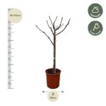 Bare-branched young tree in a pot, ~90–110 cm tall with a 20 cm pot; indicates half shade and weekly watering.