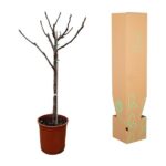 Bare tree in a brown plastic pot next to a tall cardboard plant packaging box with green leaf illustrations.
