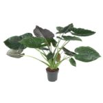 Potted houseplant with large glossy green leaves and thick light-green stems in a black plastic pot.