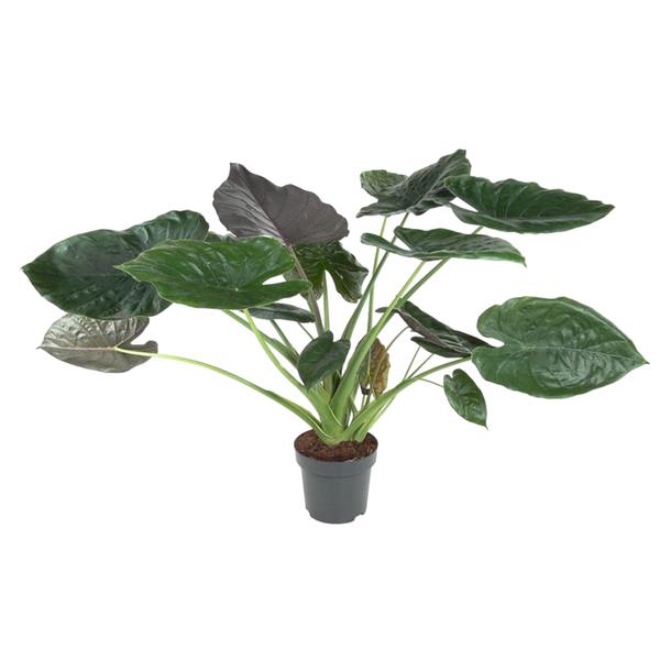 Potted houseplant with large glossy green leaves and thick light-green stems in a black plastic pot.