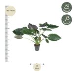 Potted plant with tall height 110–130 cm and width 32 cm shown with measurement guides; care icons indicate half shade and weekly watering.