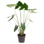 Potted tropical plant with tall, slender stems and large green heart-shaped leaves.