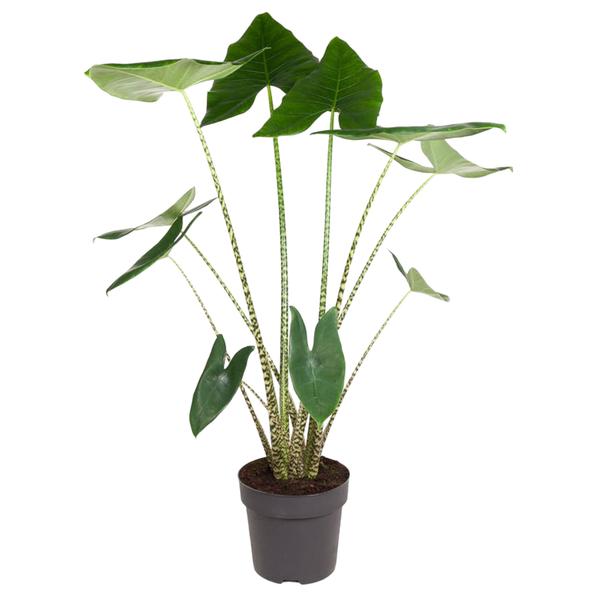 Potted tropical plant with tall, slender stems and large green heart-shaped leaves.