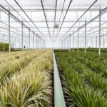 Interior of a large greenhouse with long rows of green crops separated by irrigation channels and overhead piping.