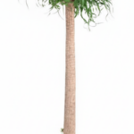 Tall houseplant with a slender beige trunk and a crown of long narrow green leaves in a black pot.