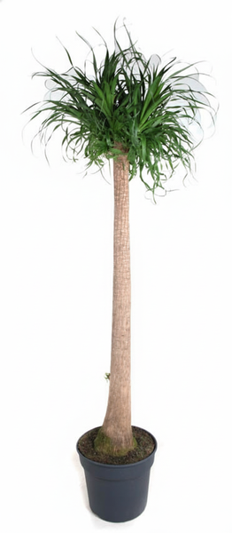 Tall houseplant with a slender beige trunk and a crown of long narrow green leaves in a black pot.