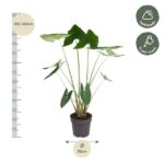 Tall potted houseplant with large green leaves; height 120–140 cm, pot diameter 32 cm; suited for half-shade and about weekly watering.