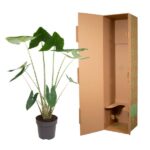Potted tropical plant with large green leaves beside an open cardboard shipping box.