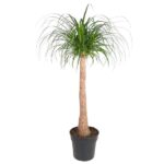 Ponytail palm in a black pot with a slender trunk and long arching green leaves used as a decorative indoor plant.
