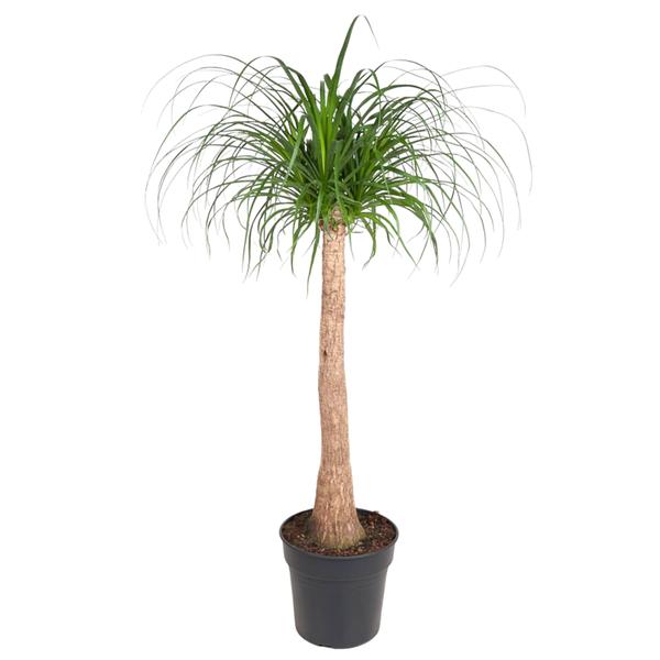 Ponytail palm in a black pot with a slender trunk and long arching green leaves used as a decorative indoor plant.