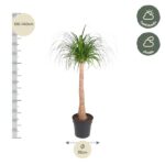 Potted plant with a tall trunk, green crown; height 120–140 cm, pot diameter 32 cm, half-shade care icons on the side.