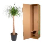 Potted plant with long green leaves beside an open cardboard shipping box on a white background.
