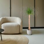 Beige rounded armchair beside a tall ponytail palm in a white pot on a light floor with a circular woven rug at home.