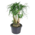 Ponytail palm with multiple thick trunks and long, narrow green leaves in a black pot.