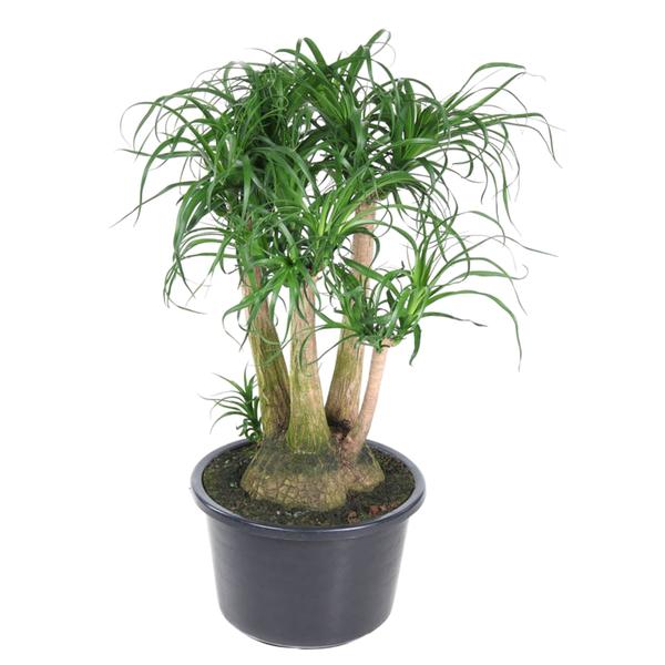 Ponytail palm with multiple thick trunks and long, narrow green leaves in a black pot.