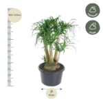 Potted plant with two trunks and long slender leaves, height 100–120 cm and width about 41 cm, indoor bonsai-style specimen (half-shade).