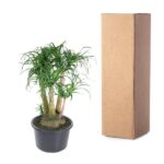 Potted green plant in a black pot next to a tall brown cardboard shipping box.