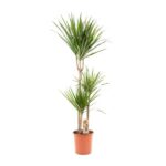 Tall potted Yucca plant with two trunks and spiky green leaves in a terracotta pot on a white background.