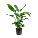 Tall, broad-leaved green houseplant in a black pot.