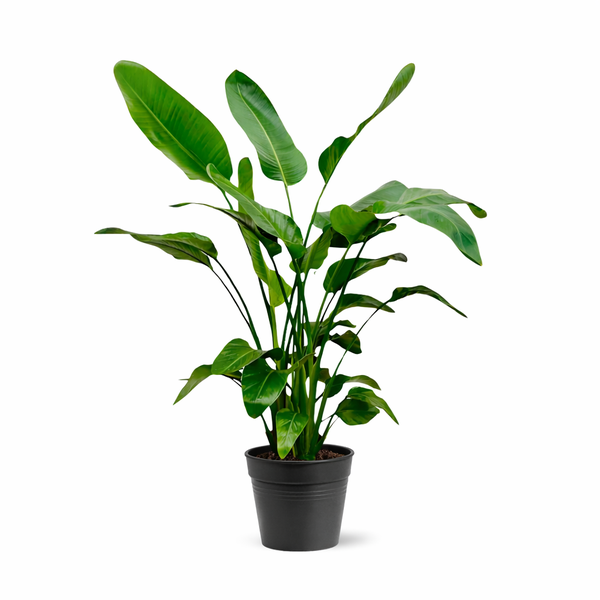 Tall, broad-leaved green houseplant in a black pot.