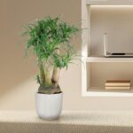 Indoor scene: a tall dracaena plant in a ribbed white pot on a beige counter, with built-in shelves, a laptop, and a small stack of books nearby.