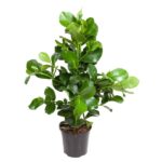 Indoor potted plant with broad glossy green leaves in a black plastic pot.