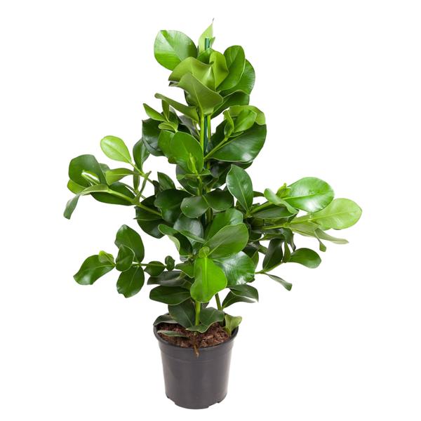 Indoor potted plant with broad glossy green leaves in a black plastic pot.