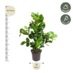 Potted leafy plant with glossy oval leaves; size guide shows 90–110 cm height and 24 cm width; care tips indicate half shade and watering weekly.