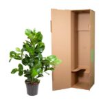 Potted rubber plant beside an open cardboard shipping box.