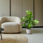 Beige curved armchair beside a leafy green plant in a white pot, on a light floor with neutral cabinets in the background.