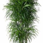Tall potted Dracaena marginata with slender green leaves arranged in tufts at the top of multiple trunks
