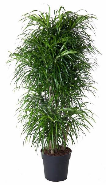 Tall potted Dracaena marginata with slender green leaves arranged in tufts at the top of multiple trunks