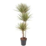 Tall indoor yucca plant with multiple three-trunk stems in a black pot and spiky green leaves
