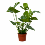 Potted green leafy plant with broad glossy leaves in a terracotta pot.