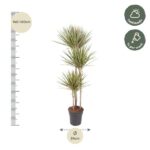 Tall potted dracaena with spiky leaves, about 140–160 cm tall; pot diameter 24 cm; notes show half shade and weekly watering.