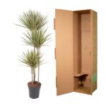 Potted yucca plant with spiky green leaves beside an open brown shipping box.