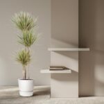 Tall potted yucca plant beside a beige wall with two white floating shelves and a small stack of books.