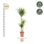 Tall dracaena plant in a pot with a height scale showing 110–130 cm and a 21 cm pot diameter, plus care icons (half shade, water weekly).