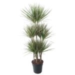 Indoor potted yucca plant with several woody stems and long sharp green leaves in a black pot