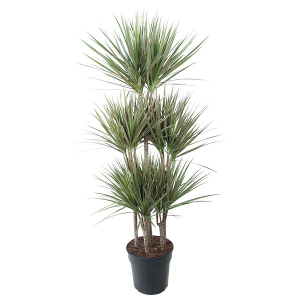 Indoor potted yucca plant with several woody stems and long sharp green leaves in a black pot