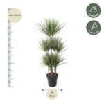 Tall potted yucca plant with a height scale showing 140–160 cm on the left and a 31 cm width indicator below; care icons on the right indicate half shade and watering weekly.