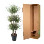 Potted yucca plant next to an open cardboard shipping box, showcasing packaging for indoor plants.