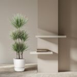 Tall potted plant in a white pot beside two white floating shelves with a few books on a neutral beige wall. The scene is minimalist and softly lit.