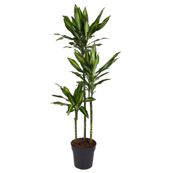 Tall dracaena plant with multiple slender trunks in a black pot, upright glossy green leaves.
