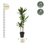 Tall potted indoor plant with a slim trunk and glossy green leaves, height 150–170 cm shown by a vertical measurement on the left; pot diameter 24 cm at the base. Care notes: half shade and water about once per week.