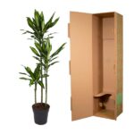 Tall potted dracaena plant beside a large open brown cardboard box.