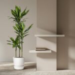 Tall green plant in a white pot beside beige walls with two white floating shelves and a few books.