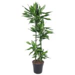 Tall potted plant with multiple green leafy stems in a black container, indoor houseplant style.