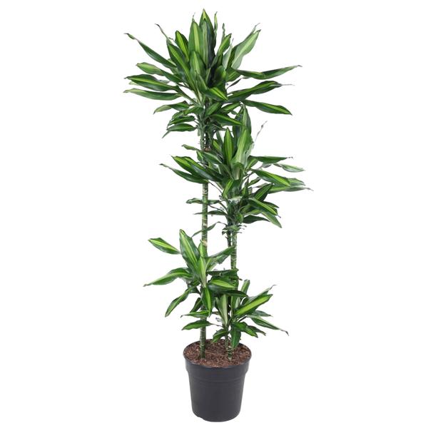 Tall potted plant with multiple green leafy stems in a black container, indoor houseplant style.
