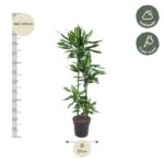 Tall leafy houseplant in a pot, 140–160 cm tall with a 27 cm pot diameter; labeled for half shade and weekly watering.